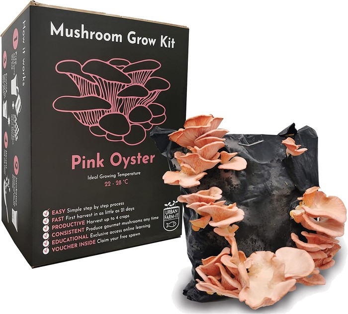 Pink oyster mushroom growing kit