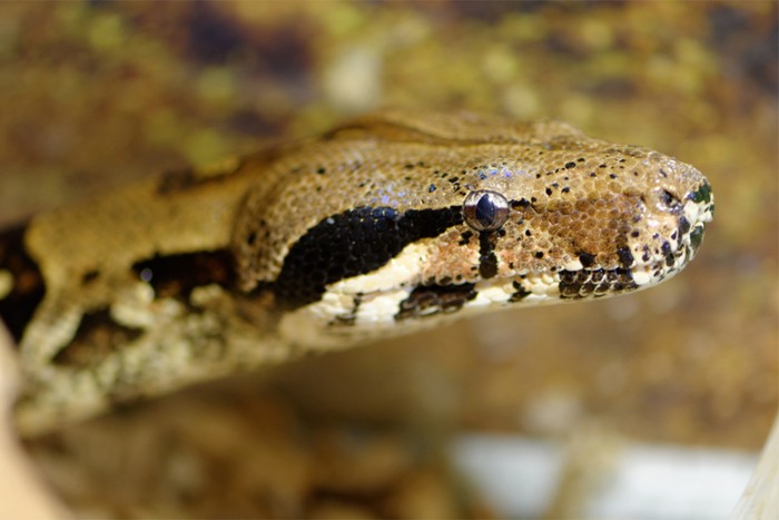 close-up of a snake head