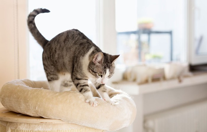 A cat kneading a cushion © Getty