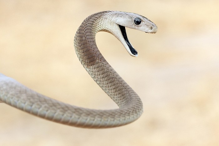 Snake looking aggressive mouth open