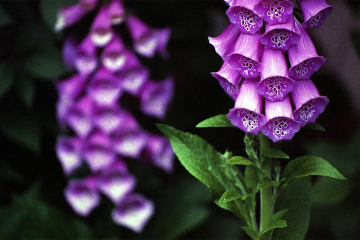 Digitalis purpurea photographed in Hungary. Photo by Benjamin Balázs/Wikipedia Commons