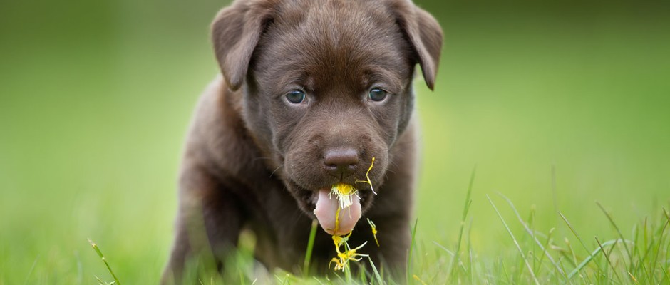 Labrador retriever puppy eating grass