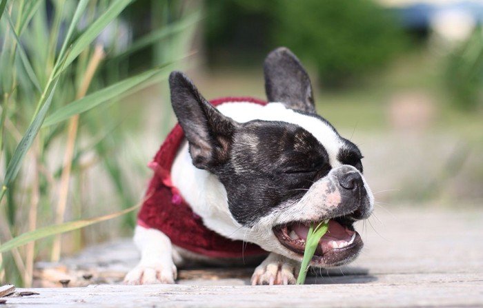 Why do dogs eat grass (and poop)? © Getty