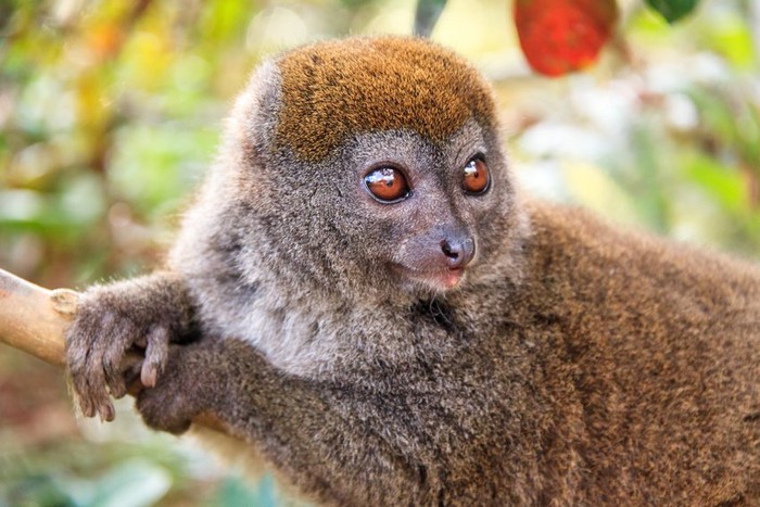 Bamboo lemur © Getty Images