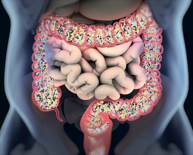The large intestine is home to trillion so f bacteria, fungi and viruses © Getty Images