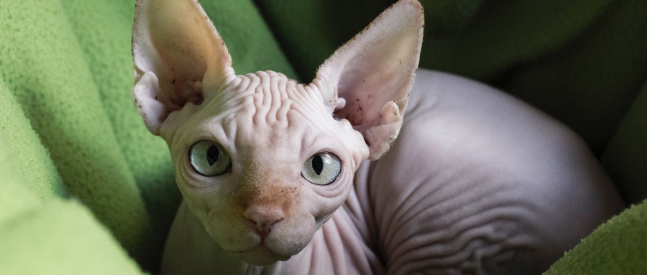 Why are Sphynx cats hairless? © Getty Images