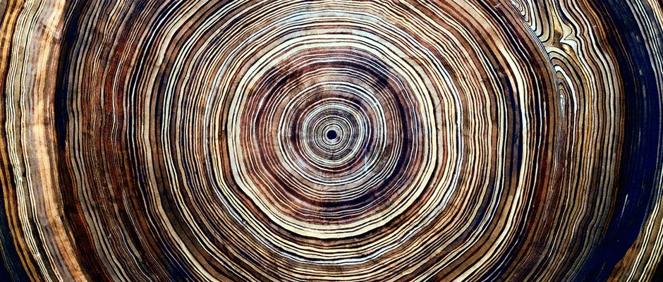 How does dendrochronology work? © Getty Images