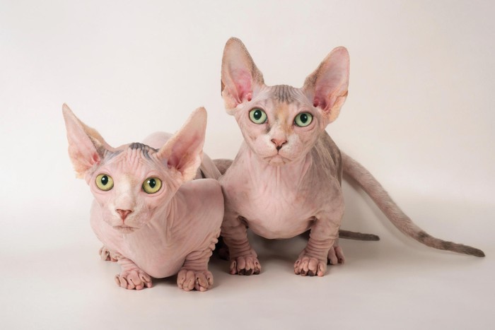 Why are sphynx cats hairless? Other bald cats include the Bambino cat