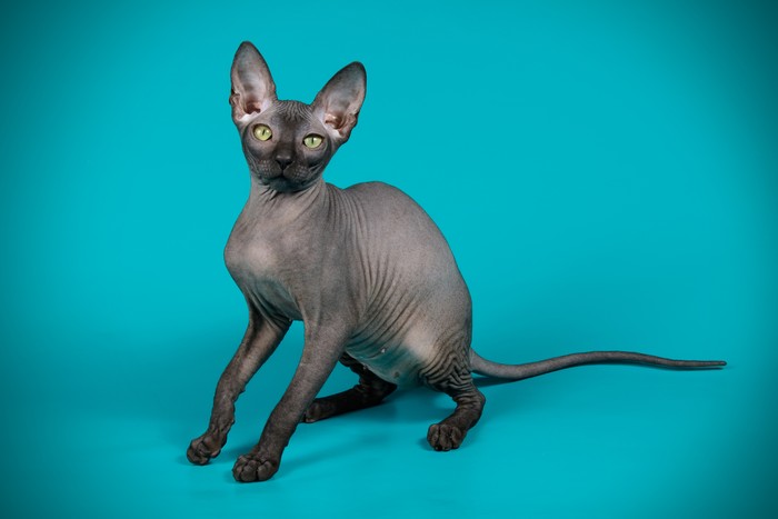 Why are sphynx cats hairless? Other bald cats include the Donskoy cat