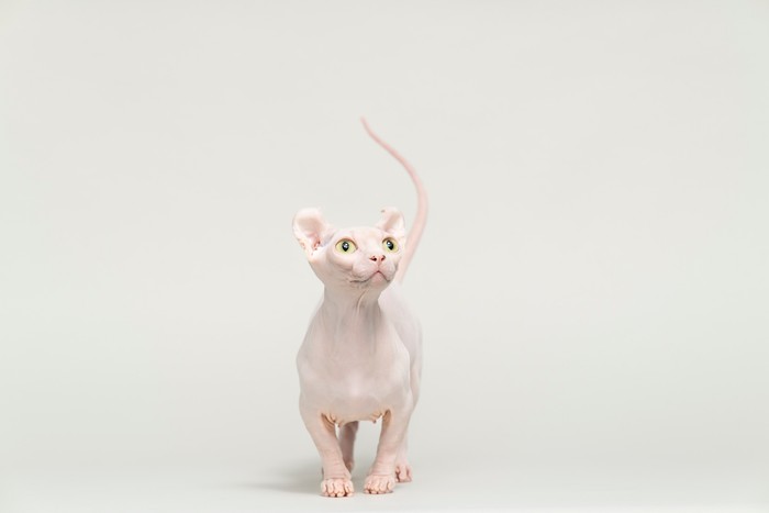 Why are sphynx cats hairless? Other bald cats include the Dwelf cat