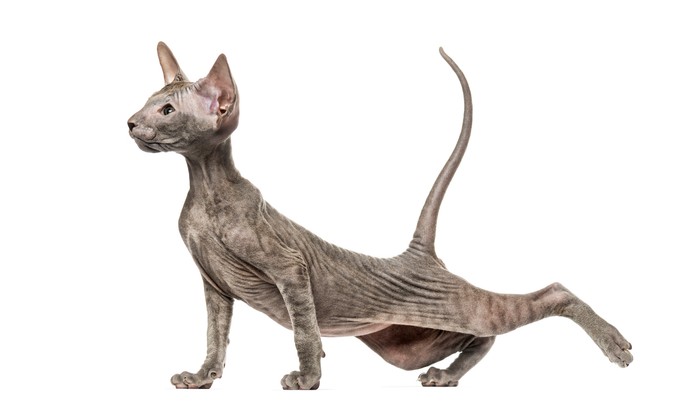 Why are sphynx cats hairless? Other bald cats include the Peterbald cat