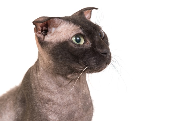 Why are sphynx cats hairless? Other bald cats include the Ukrainian Levkoy cat