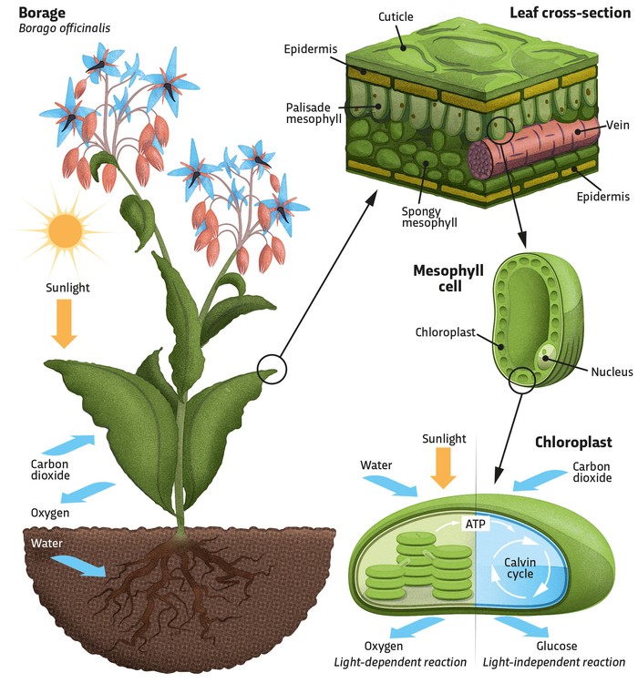 An illustration showing the stages of photosynthesis