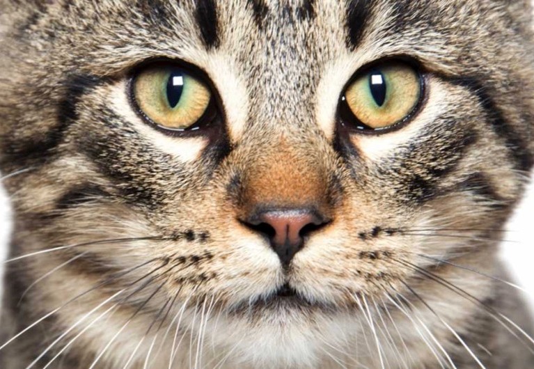 Why do cats and snakes have slits for pupils? © iStock