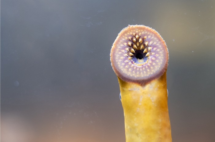 A parasitic lamprey