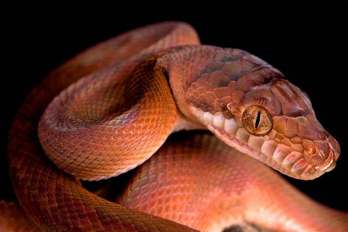 Large red snake coiled up