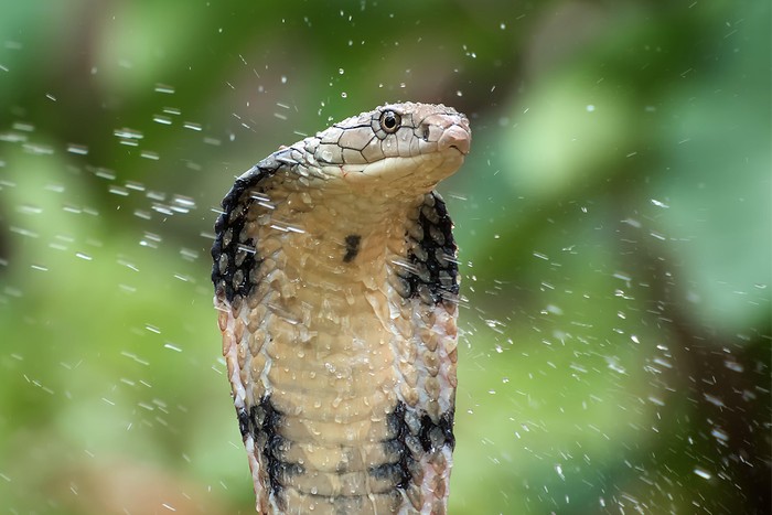 snake getting covered in water