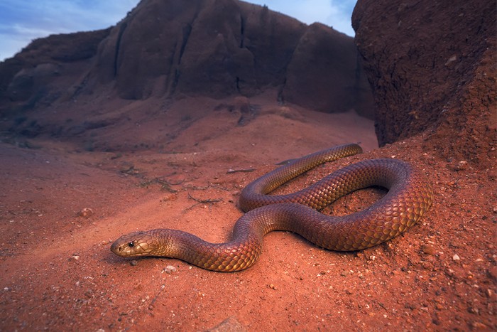 Large brown snake on red rocks