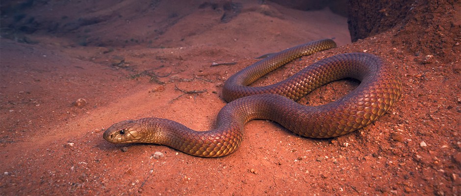 Snake on red rocks