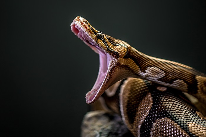 Snake with jaw wide open