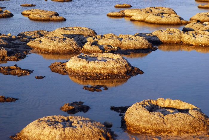 A photograph showing stromatolites in Australia