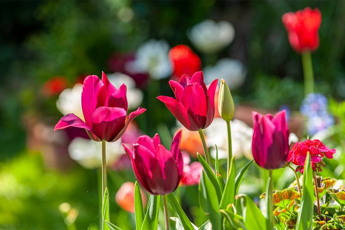 A close-up view of tulip merlot blooms, backlit by the sun, within a garden in springtime. Tulips are a genus of spring-blooming perennial herbaceous bulbiferous geophytes. The flowers are usually large, showy and brightly coloured, generally red, pink, yellow, or white.