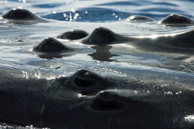 The bump-like tubercles on a humpback whale (Megaptera Novaeangliae) © Getty