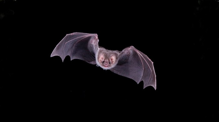 A vampire bat in flight