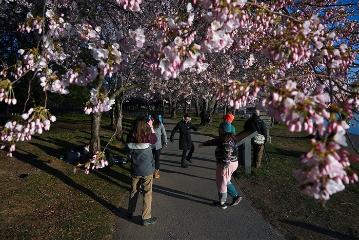 People stood underneath Cherry blossoms