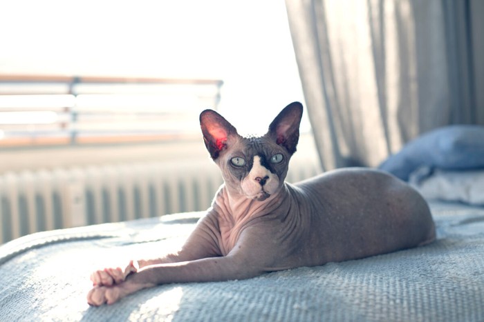 A hairless sphynx cat relaxes in a ray of sunshine