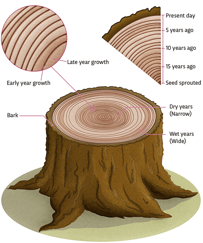 How does dendrochronology work? © Dan Bright